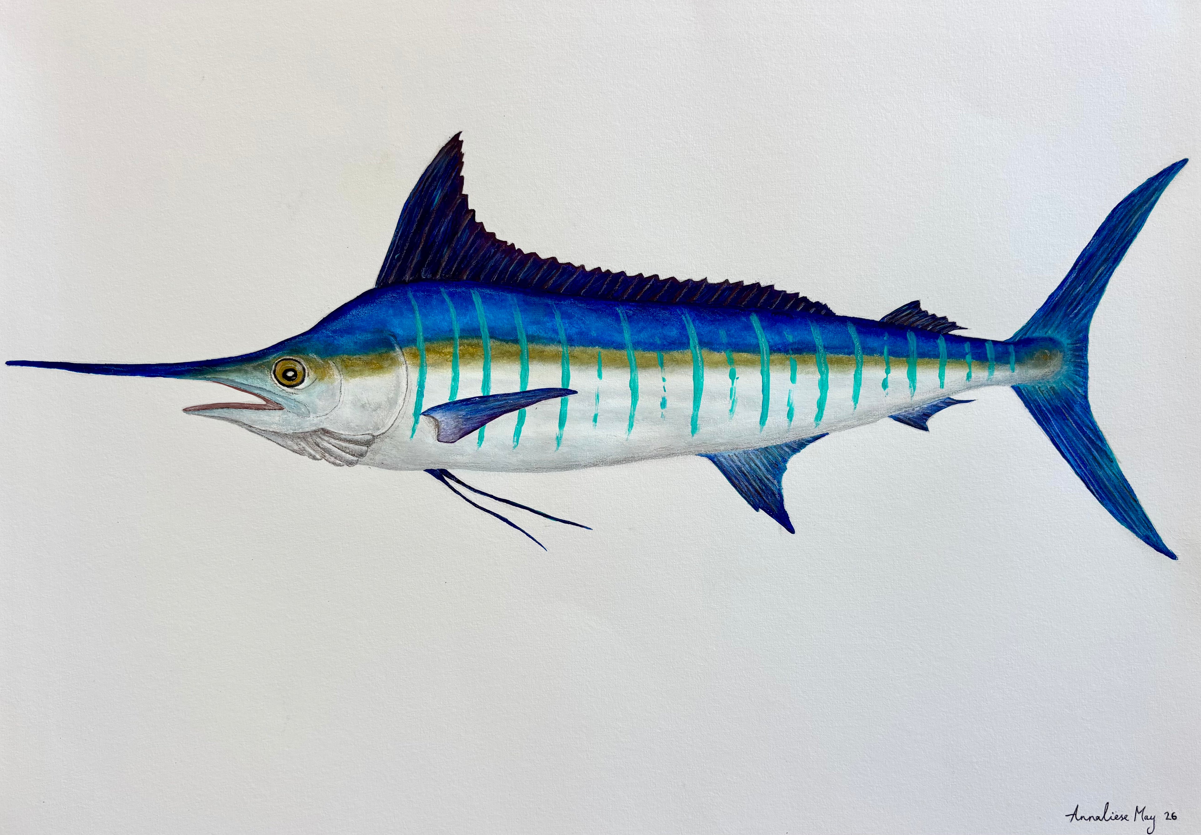 Striped Marlin original