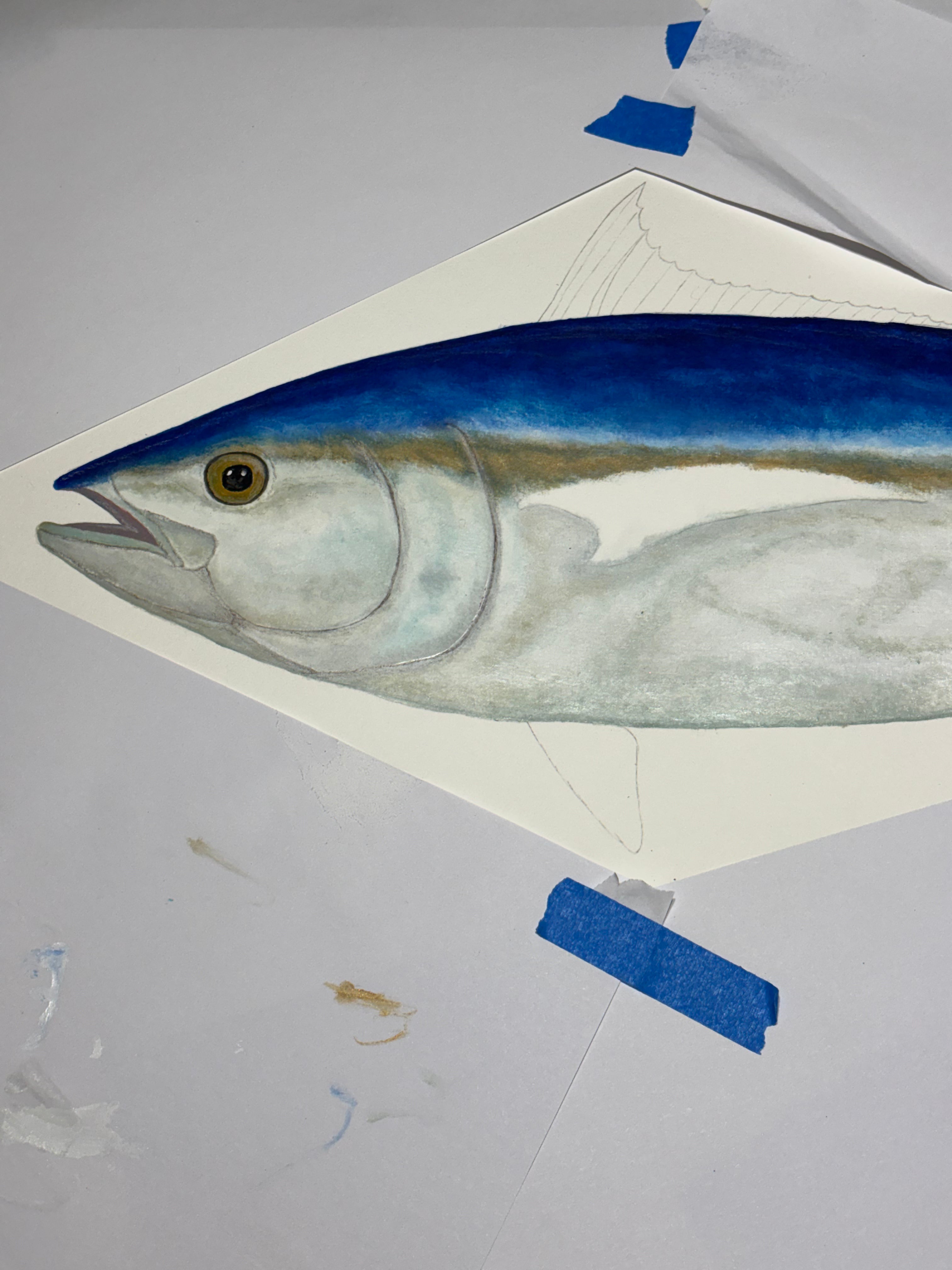 Bluefin Tuna original