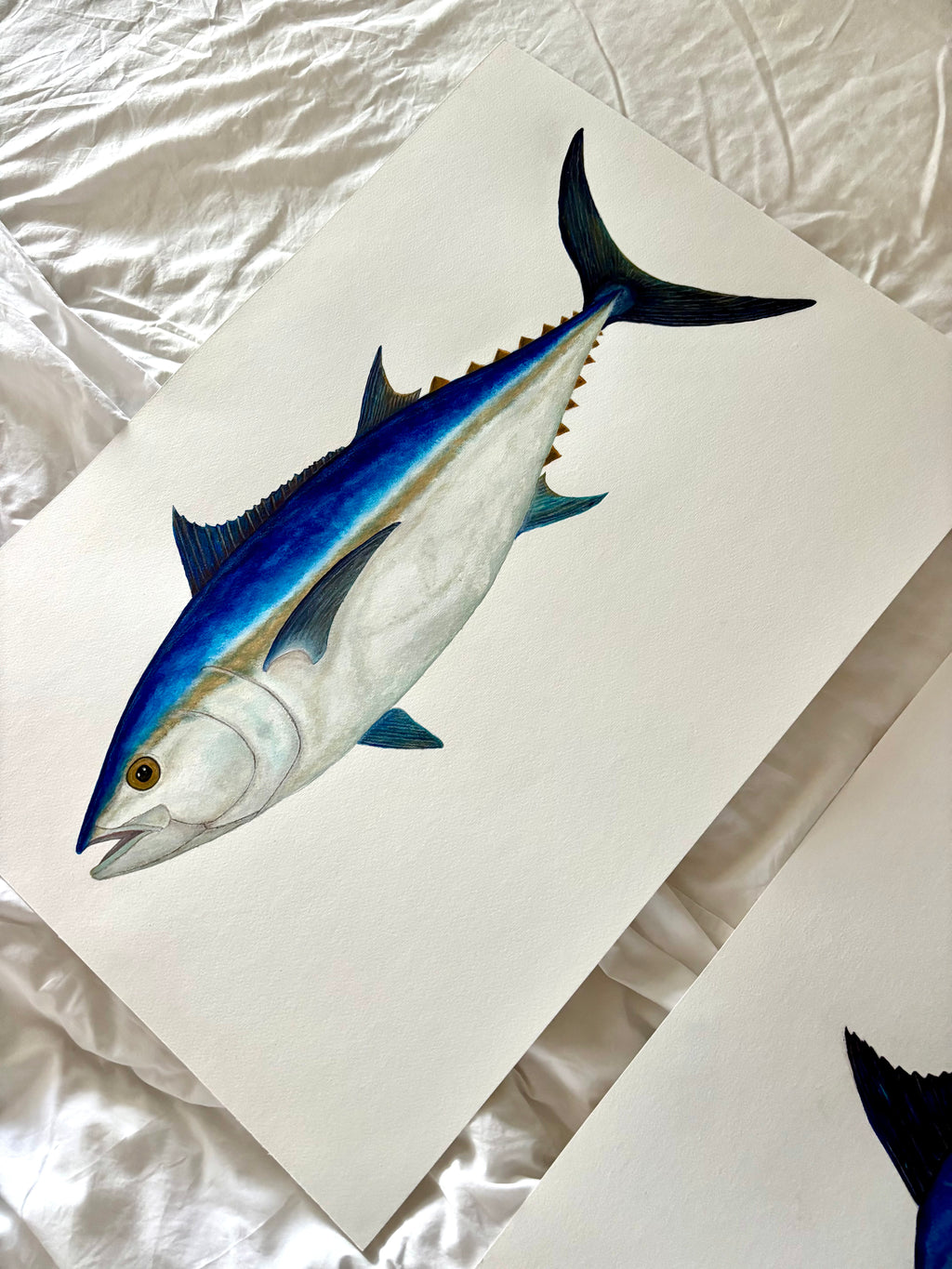 Bluefin Tuna original