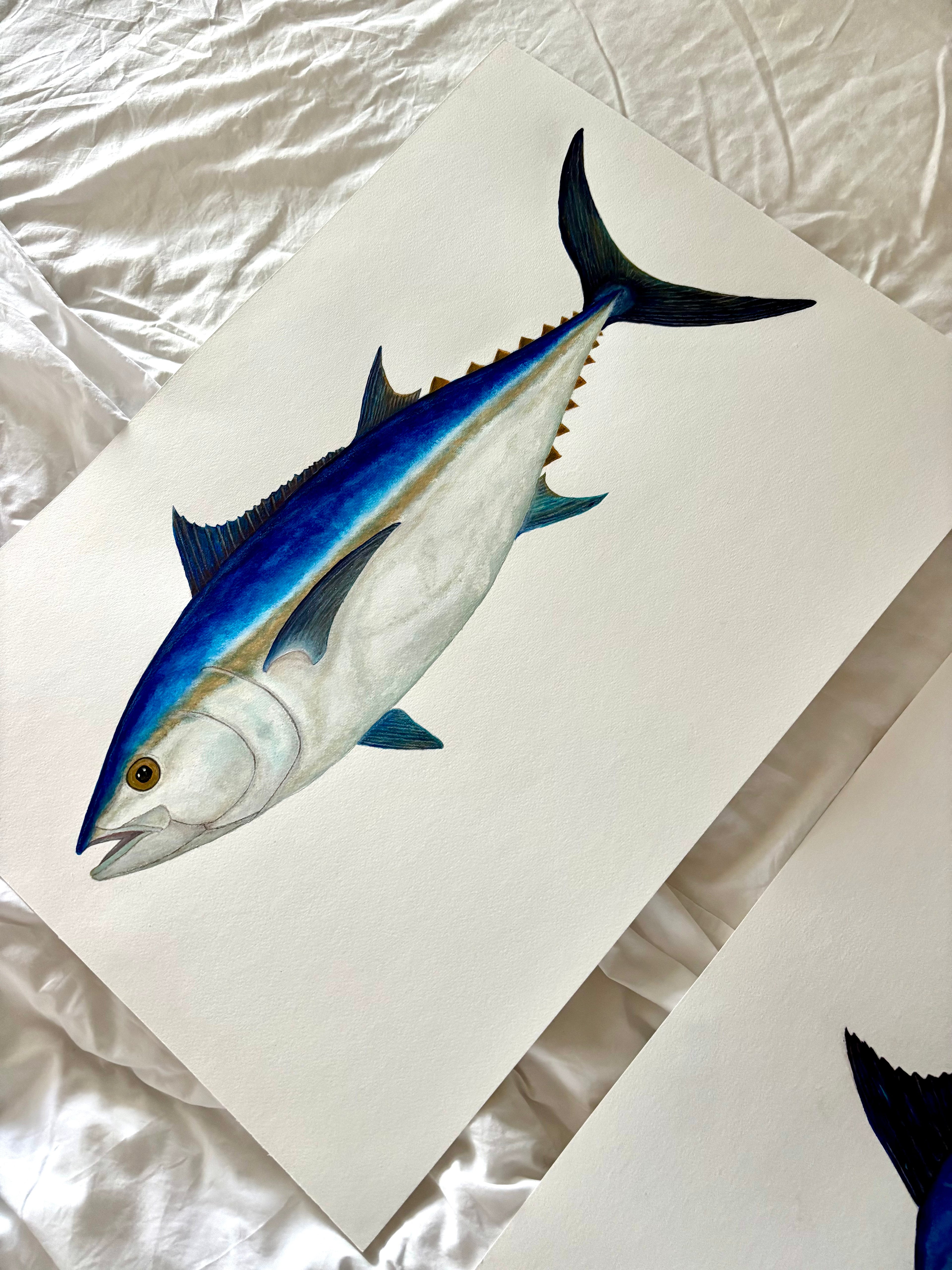 Bluefin Tuna original