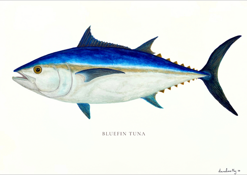 Bluefin Tuna print