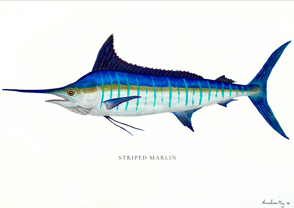 Striped Marlin print