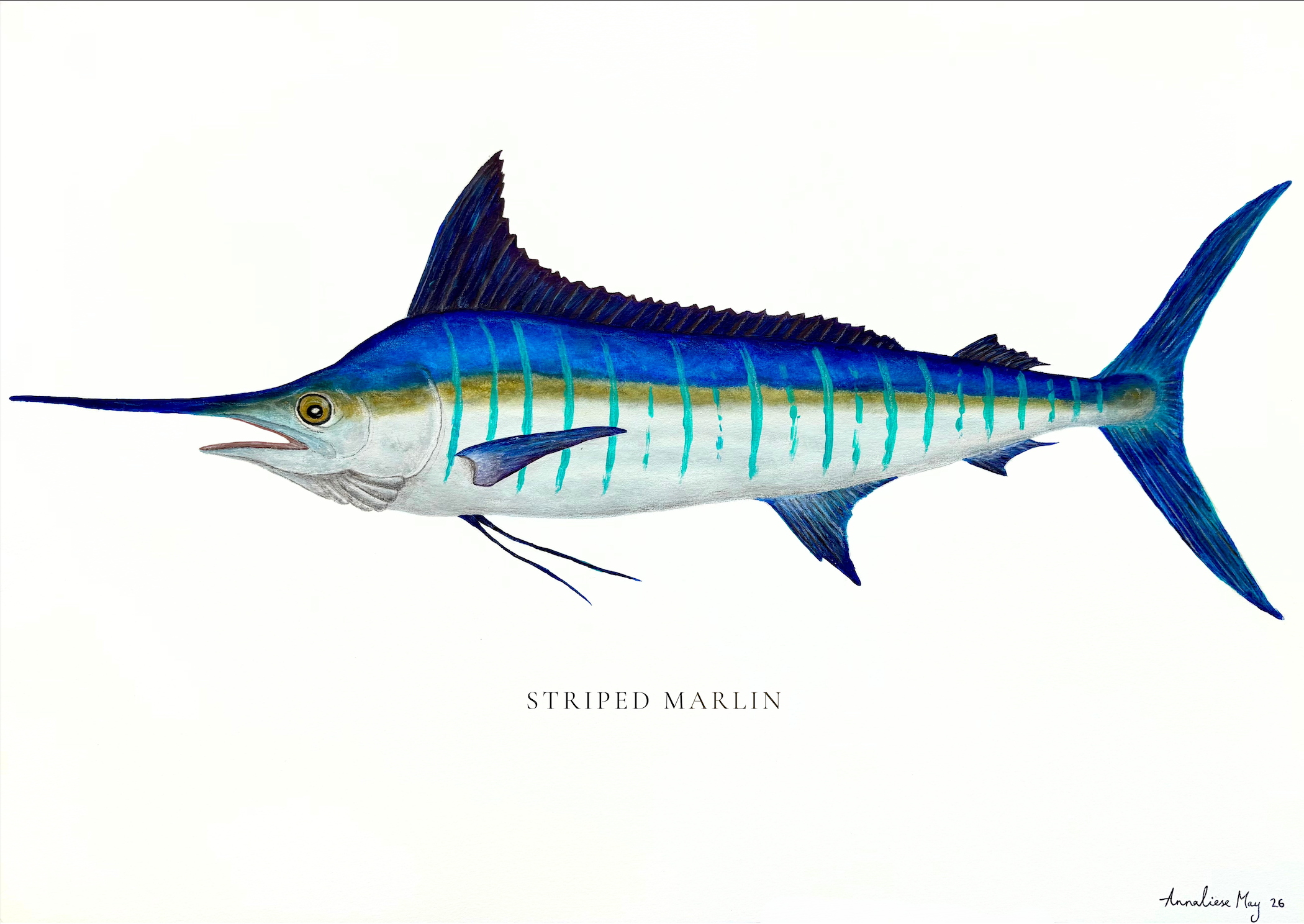 Striped Marlin print