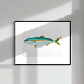 Yellowtail Kingfish original