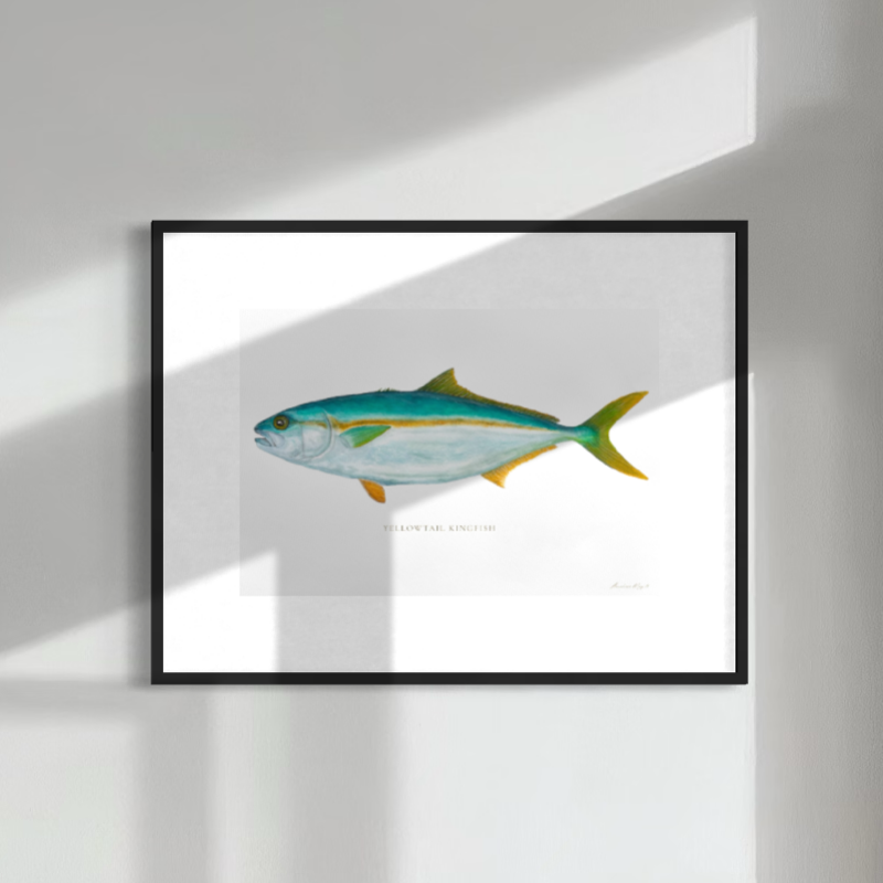 Yellowtail Kingfish original