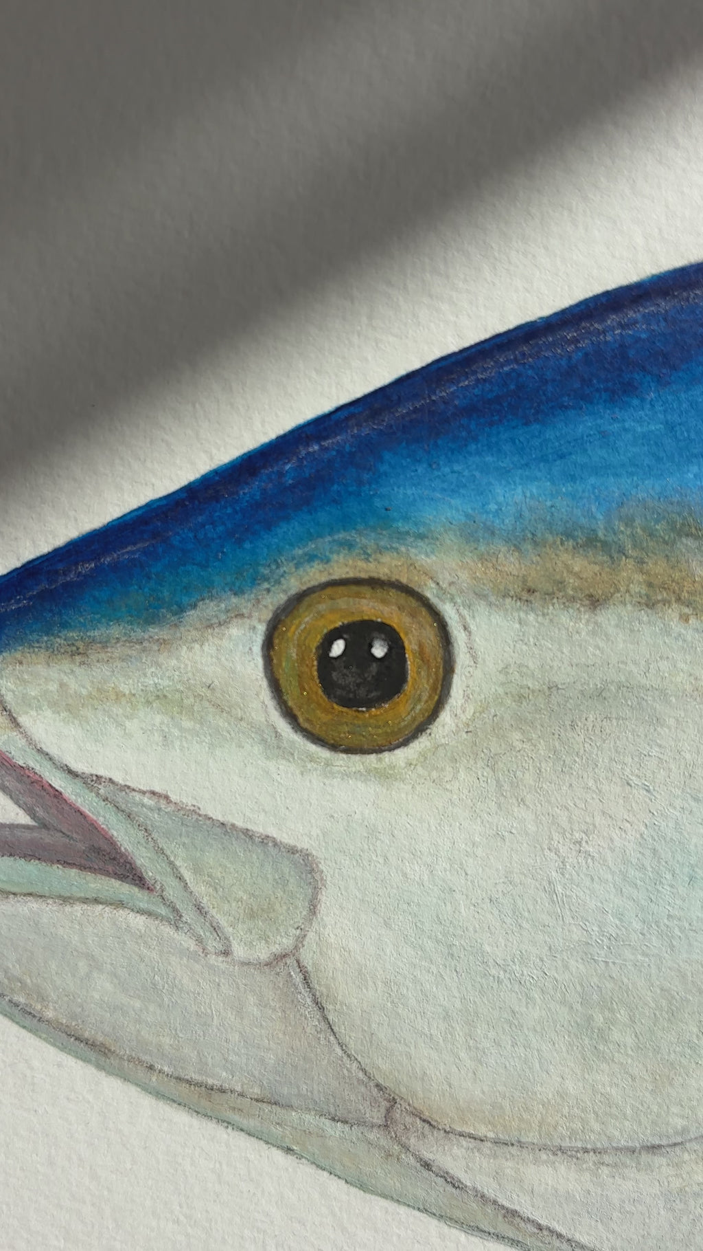 Bluefin Tuna original