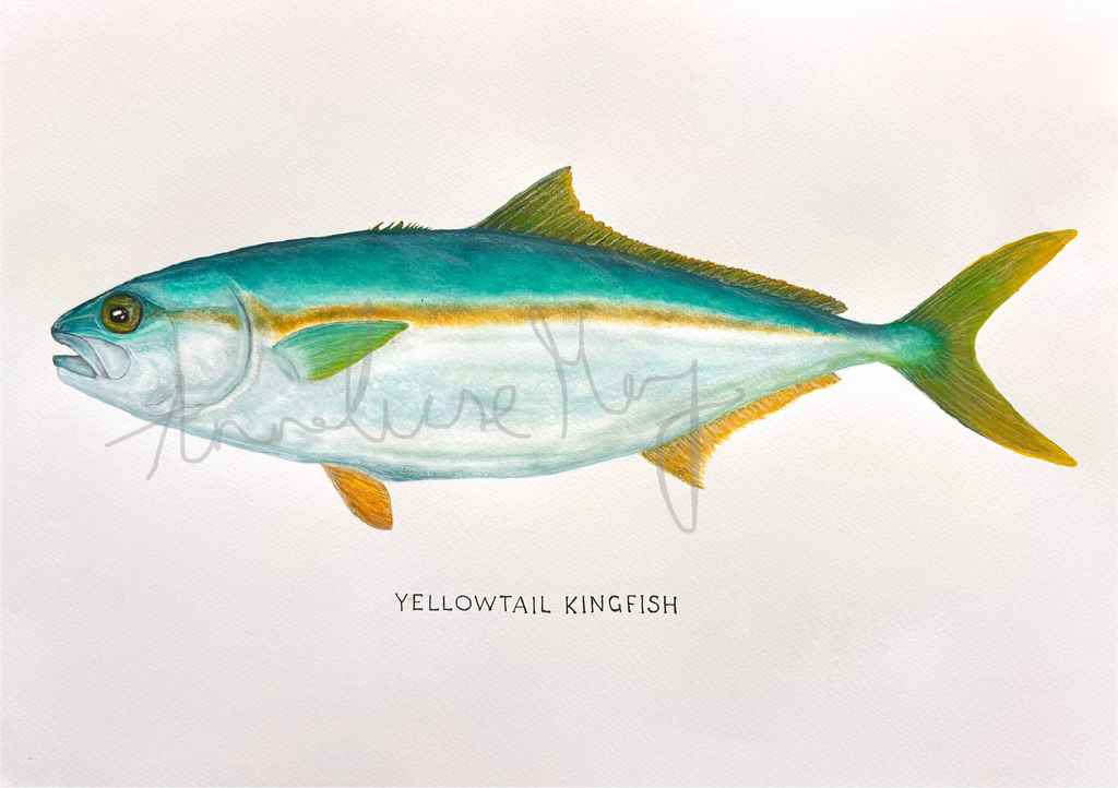Yellowtail Kingfish original