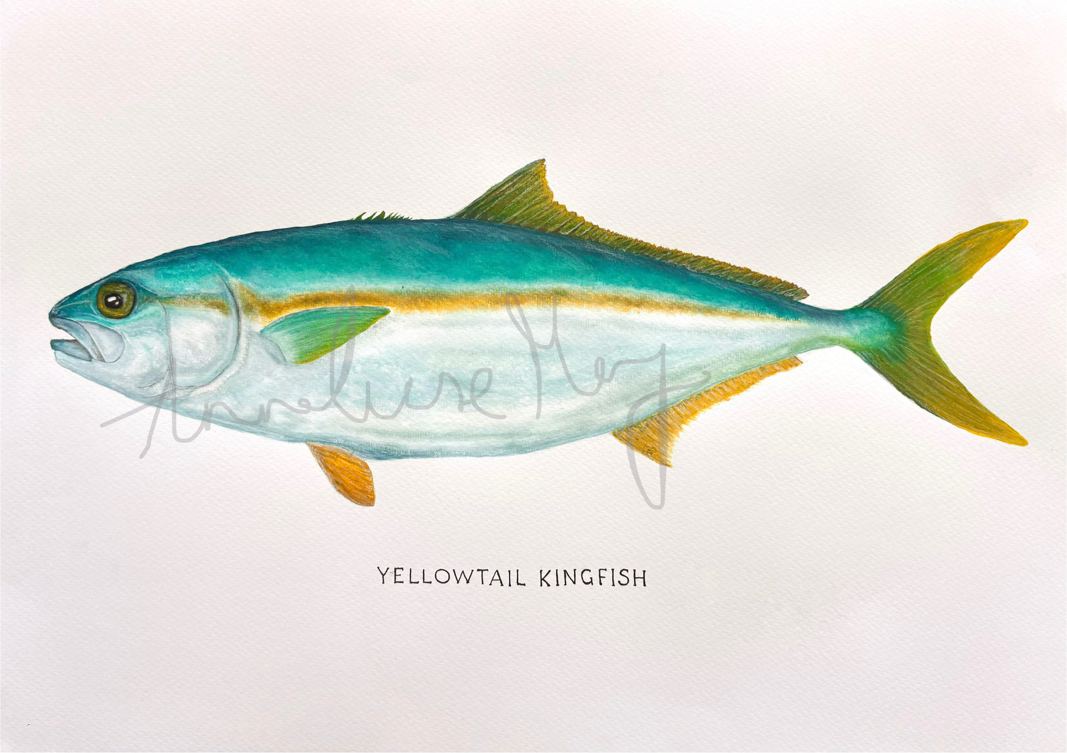 Yellowtail Kingfish original