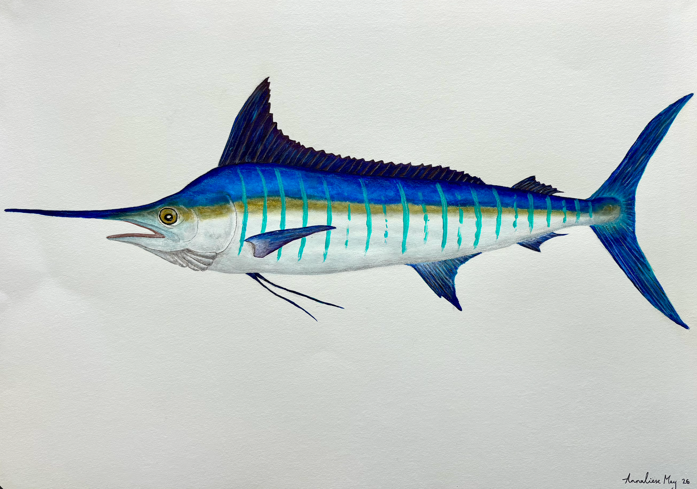 Striped Marlin original